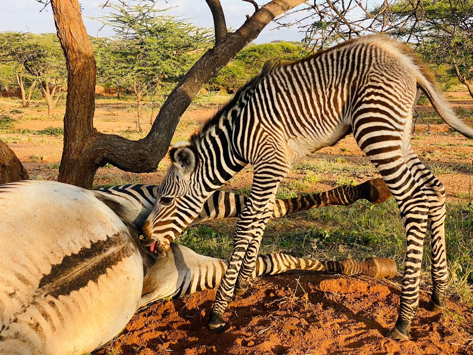 An infant Grevy's Zebra suckling on its mother's carcas in Samburu.
